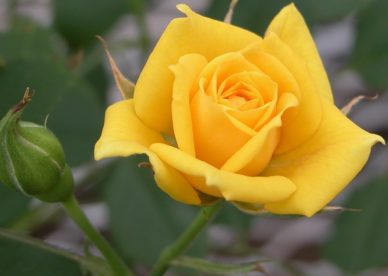 Best Yellow Flowers - صور ورد وزهور Rose Flower images